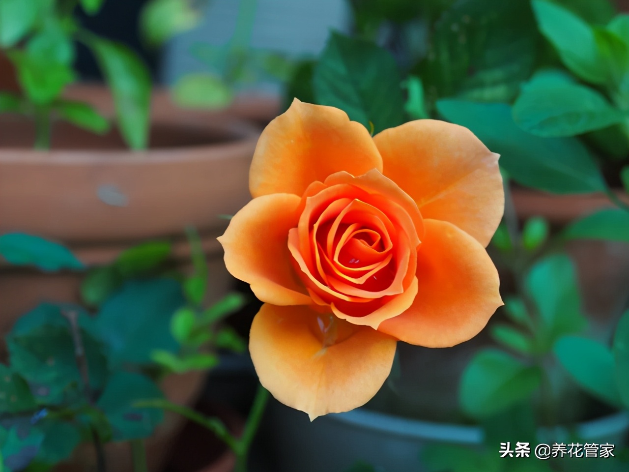 黄月季花语是什么（盘点十种颜色的月季花语）