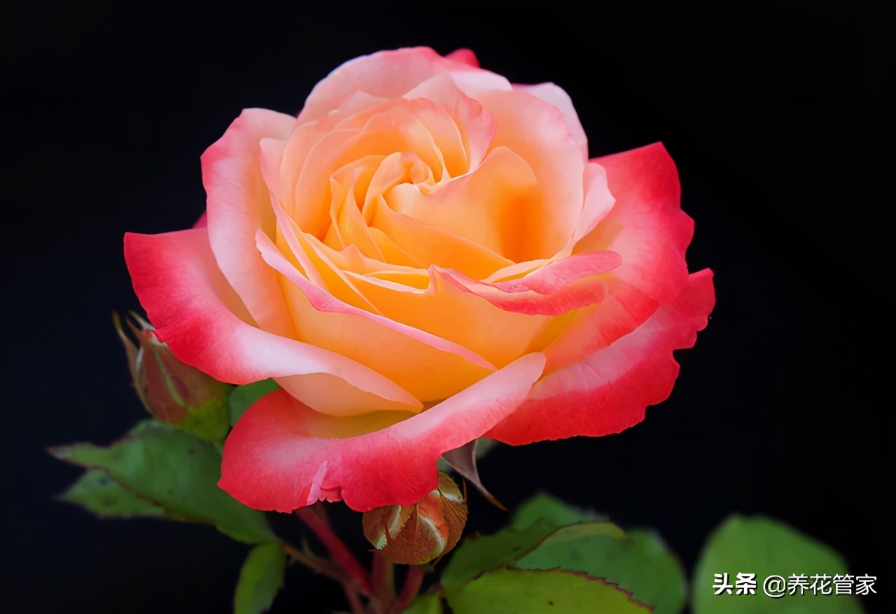 黄月季花语是什么（盘点十种颜色的月季花语）