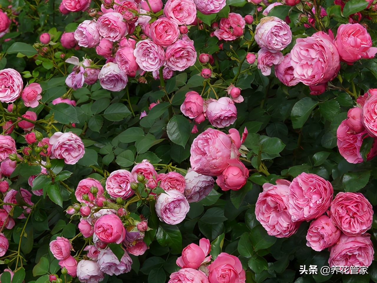 黄月季花语是什么（盘点十种颜色的月季花语）