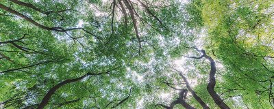 ​柳树赞美什么品质 赞美柳树的诗句有哪些的诗句和名言