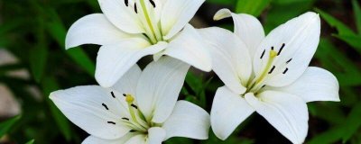 ​什么花春天开