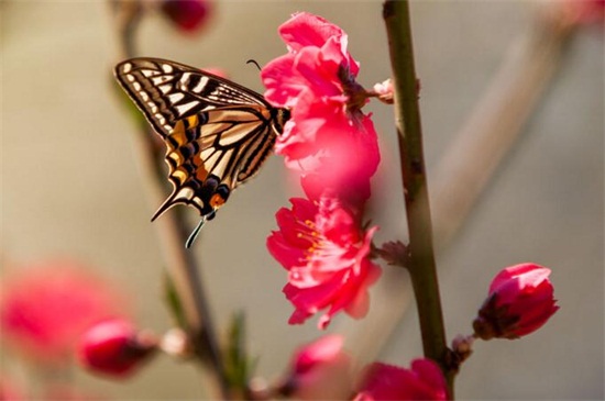 什么花春天开(图3)