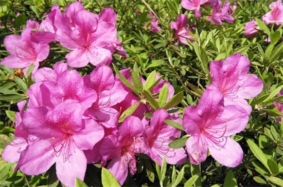 什么花春天开(图2)