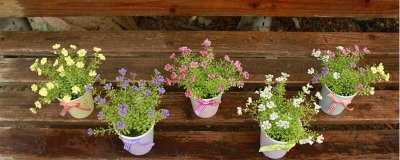 ​盆栽满天星的养殖方法和注意事项（图）