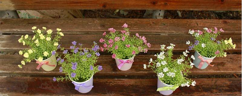 盆栽满天星的养殖方法和注意事项（图）(图1)