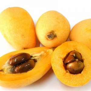 ​每天认识一种植物（五十六）：枇杷——果木中独备四时之气者