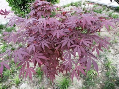 ​奇异的五角枫花