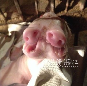 ​母猪产下怪猪崽：2个嘴鼻3个眼没耳朵