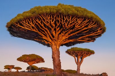 ​龙血树——从巨龙鲜血里滋养萌发的生命