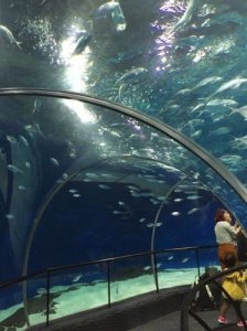 ​上海海洋水族馆攻略路线 上海海洋水族馆攻略 转一圈如何再回去