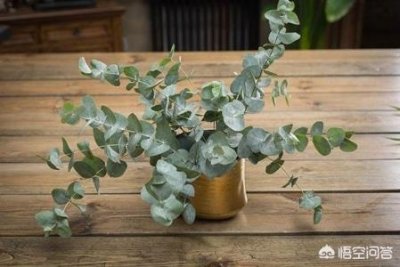 ​为什么猫害怕软软的窝猫咪养熟了的几种表现