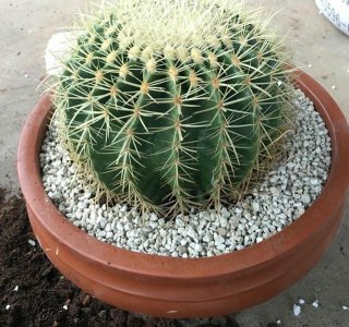 ​仙人球金虎怎么养？做到“2点”，更大更圆更肥，长到脸盆那么大